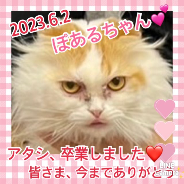 【運命の赤い糸見～つけた💓スコティッシュフォールドのぽあるちゃん💕】2023,6,2